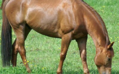 Tierkommunikation mit Sportpferd Wallach Paddy