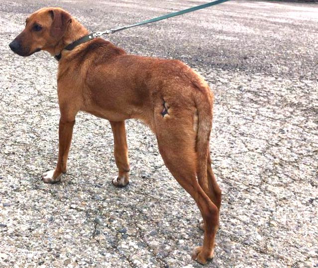 Tierkommunikation mit bulgarischem Straßenhund Rijko, ca. 3 Jahre