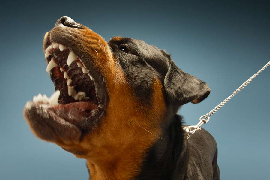 Aggressive Hunde und die Tierkommunikation