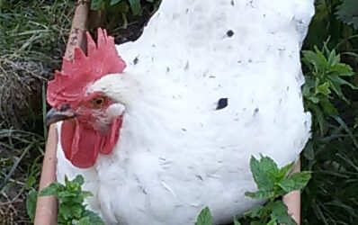 Tierkommunikation mit Huhn „Erika Weiß“, 2 Jahre alt